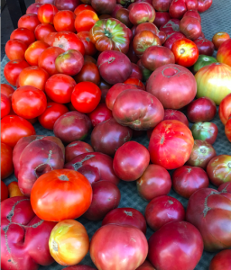 QAFM Tomatoes crop