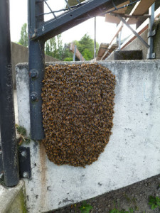 Bee Swarm Wall